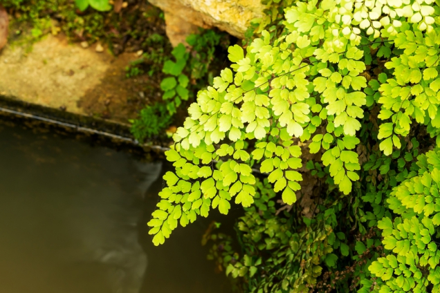 Adiantum - Maidenhair Fern