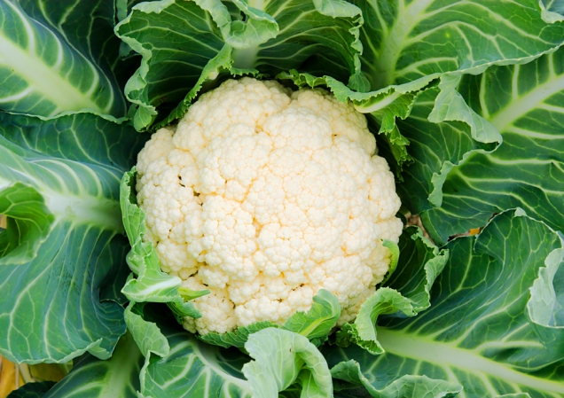 Od časného jara můžete pěstovat zeleninu s krátkou vegetační dobou – například salát, špenát, polníček, ředkvičky, kopr, kedlubny, květák, brokolici (je třeba vybírat skleníkové odrůdy!).