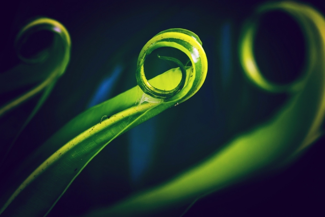 Asplenium Nidus