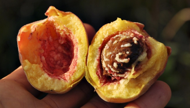 Každý stromek vyprodukuje broskve trochu jiné chuti, vůně a barvy. Obvykle jsou velmi aromatické a chutné. Některé mají hodně šťávy, jiné méně (1)