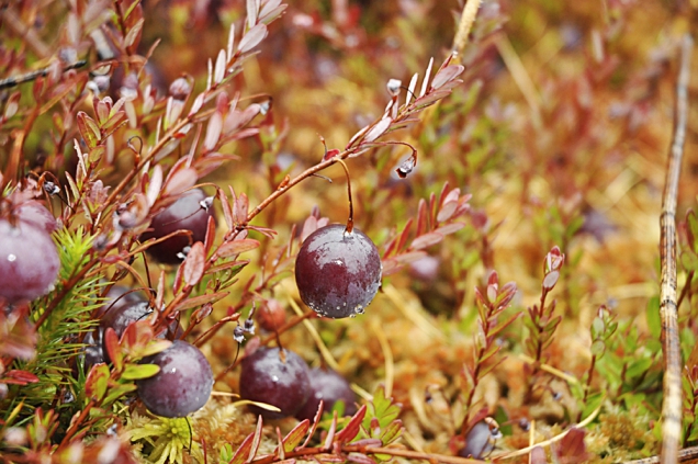 Pokud máte malé rašeliniště na zahrádce, určitě vyzkoušejte vysadit brusnici velkoplodou (Vaccinium macrocarpon), což jsou známé americké brusinky, správně klikva.