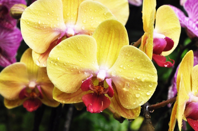 Orchideje: Phalaenopsis - Golden Beauty Mr. Chen