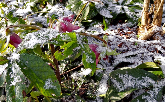 Rozkvetlí kříženci velkokvětých čemeřic (Helleborus x) jsou klenotem zahrady již od prosince až do konce zimy.