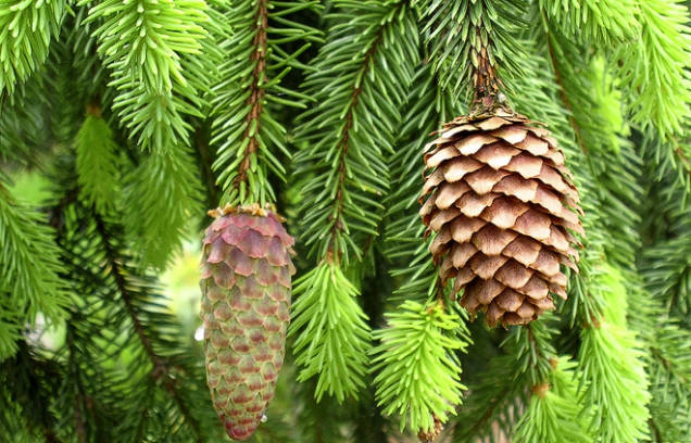 Smrk ztepilý (Picea abies) – výška 20–30 m, šířka 5–7 m. Nesnese znečištěné ovzduší, vydrží ve stínu. Zakrslé odrůdy např. kuželovitý ’Barryi‘, kulovitý ’Globosa nana‘, hnízdovitý ’Nidiformis‘.