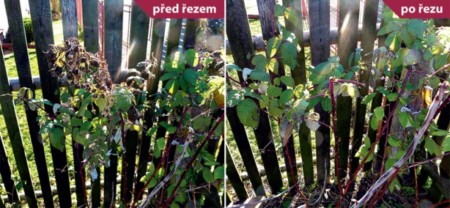 Jednou plodící odrůdy maliníku plodí na loňských výhonech.