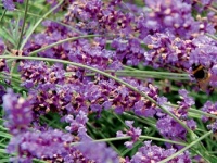 Spolehlivý kultivar Lavandula angustifolia Hidcote blue Strain má bohatá květenství