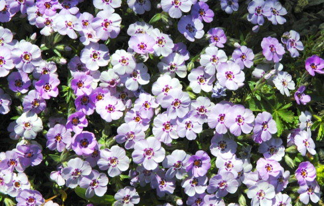 Drobná skalničková plamenka půvabná (Phlox amoena) dosahuje výšky jen 10–15 cm.