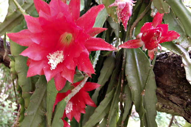 Královskou ozdobou starého rozvětveného stromu na zahradě se stane listokvět (Epiphyllum) v koši. Často rozkvete i 2× během léta. Zimu přečká v chladné chodbě při teplotě +7 až +10 °C.