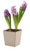 Hyacinty nemají konkurenci v intenzivní vůni, proto květináče s nimi nikdy neumisťujeme do ložnice