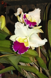 Složitý hybrid Cattleya ´Paradise´