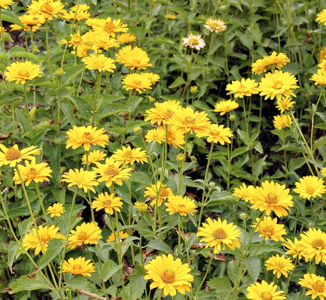 Heliopsis Helianthoides