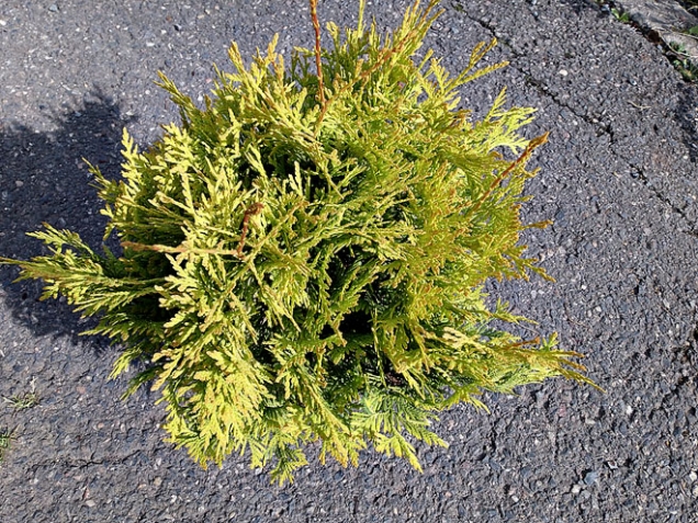 3. Zerav západní ’Yelow Ribbon ‘ (Thuja occidentalis ’Yelow Ribbon‘) výška 3 m, celoročně zelenožlutý, kuželovitý. Snese znečištěné ovzduší. Vyžaduje slunce a vlhčí propustné půdy. Hodí se do živých plotů, do skupin i jako solitér. Další odrůdy se žlutými větvičkami jsou ’Lutea Nana‘, výška 2 m, a ’Lutea‘, výška 10 m.