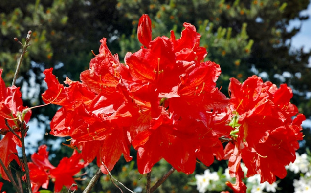 Rhododendron Radiant