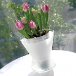 Pro pěstování v nádobách se hodí zakrslé formy tulipánů, například ze skupin Kaufmanniana nebo Greigii