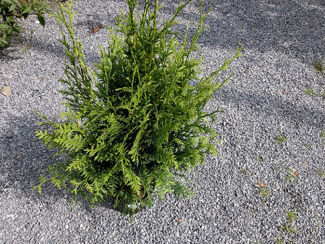 6. Zerav řasnatý ’Gelderland‘ (Thuja plicata ’Gelderland‘) dorůstá do 20–35 m, je možno ho stříhat do výšky 2–3 m. Přirozeně rychle vytváří svěže zelenou stěnu v nižších polohách. Snese sušší místa, kořeny dobře kotví. Asi 20 kultivarů.