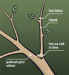 Řez na oslabeně aktivní čípek