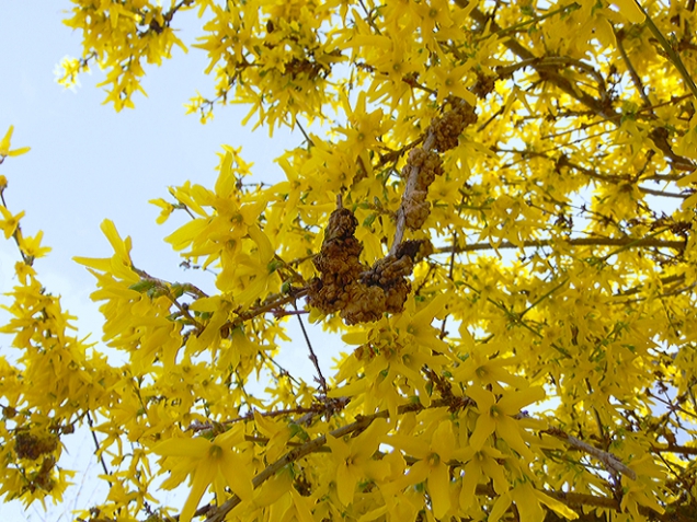 Bradavičnaté, kulovité zduřelé nádory na větvičkách zlatice (Forsythia) vyvolává bakteriální infekce Agrobacterium tumefaciens.