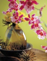 Výrazné květy orchideje ozdobí každý interiér