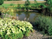 Měkké žlutě panašované listy bohyšky (Hosta fortunei) vynikají v břehovém porostu jezírka