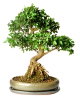 Strom tisíce hvězd (Serissa foetida) je původem z Japonska, potřebuje dostatek světla, na suchý vzduch nebo změnu místa reaguje opadáváním lístků, které se však brzy obnoví