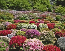 Barevně sladěné pole rododendronů je k nepřehlédnutí. Zahradníci rododendrony nikdy hlouběji neokopávají, rostliny totiž koření i těsně pod povrchem půdy