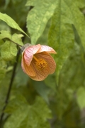 Abutilon, česky mračňák, se používá jako nádobová rostlina do venkovních prostor, ale stejně dobře kvete i v interiéru