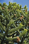 Semena chilské Araucaria araucana měla obrovský význam pro indiánský kmen Mapučů. Kvalitní dřevo mají všechny druhy a v minulosti byly celé populace nemilosrdně drancovány. Dnes se setkáte na jihu Evropy s Auracaria heterophylla nebo v Anglii a Holandsku s A. araucana jako s okrasnými dřevinami