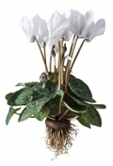 Brambořík (Cyclamen) nechte stát v misce s vodou, sám si vezme tolik vody, kolik potřebuje, a nezapomeňte na dostatečně světlé, ale chladné místo