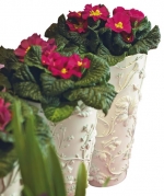 Primula acaulis je prvosenka čili petrklíč, tedy první posel jara