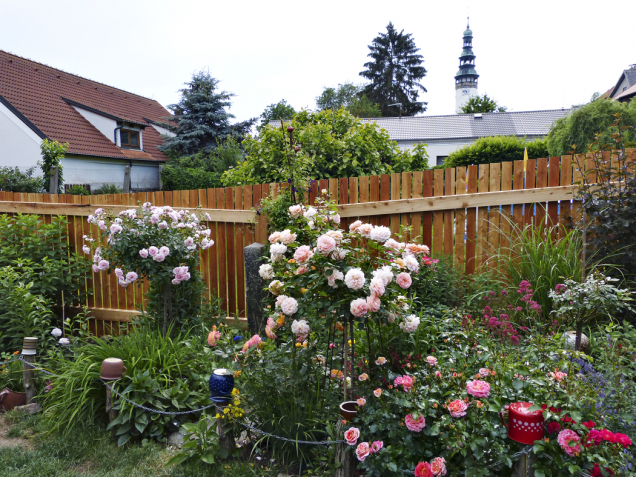 Směsice růží a trvalek kvete během celé sezony. Najdeme zde ty nejodolnější odrůdy záhonových růží – v červených tónech Planten un Blomen, Rotilia a Mainaufeuer, v oranžových odstínech Airbrush a stromkové Schöne vom See a Sunshine Babylon Eyes.