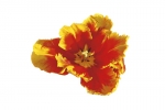 Tulipa ´Bright Parrot´