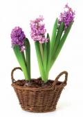 Hyacinty se velmi dobře vyjímají v proutěných košíčcích