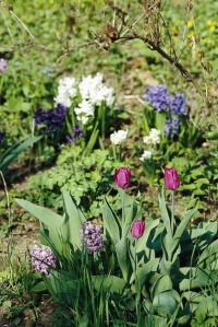 Hyacintům se dobře daří i ve společnosti tulipánů