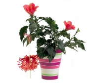 Květ vlevo dole: Jedním z mála běžně pěstovaných původních druhů je africký Hibiscus schizopetalus. Je skvělým pokojovým keřem, květy visící na dlouhých stopkách mají hluboce stříhané, turbánkovitě zpět stočené květní plátky. O ibišky je trvalý zájem. Trh je jimi bohatě zásoben