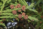 Cryptomeria japonica je oblíbeným japonským jehličnanem, který se u nás v teplejších oblastech pěstuje poměrně často. Má rezavou kůru, která hezky kontrastuje s tmavozeleným jehličím