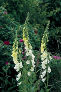 Náprsník (Digitalis purpurea) je rovněž považován za "srdeční drogu" - využívá jej nejen klasická, ale i homeopatická medicína