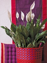 Spathiphyllum nesnáší přímé slunce, dokáže však rozjasnit místa, na nichž se jiným květinám nedaří