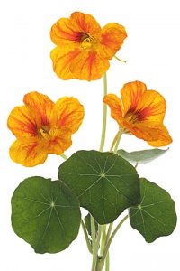 4 Lichořeřišnice