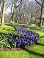 Každé jaro zaplavují Keukenhof tisíce květů jarních cibulovin