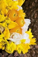 Prostor prosluní tulipány s pryskyřníky a narcisy dvou barev (Tulipa, Narcissus, Ranunculus)