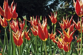 Tulipa x hybrid ´Double Focus´