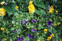 Směs do polostínu - žluté begonie (Begonia tuberhybrida), neúnavně kvetoucí macešky (Viola cornuta) a převislý popenec
