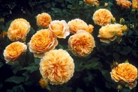 Anglická růže Crocus Rose (David Austin Roses) rozkvétá nejdříve kulovitými později ploše otevřenými meruňkovými voňavými květy na obloukovitých větvích. Kvete opakovaně. Keř je vysoký asi 1 m a něco přes metr široký