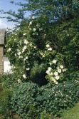 Velké odrůdy růží jako Rosa pimpinellifolia (Boule de Neige, Snowdown, Sally Homes, Rosa alba) se hodí do volných keřových skupin před tmavé pozadí. V popředí je vysázen kakost (Geranium), který má mnoho druhů a odrůd pro slunce i stín