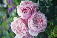 Delikátně růžové květy "angličanky" Spirit of Freedom (David Austin Roses) se během kvetení mění na šeříkovou (šířka 1,5 m, výška 1,2 m). Keř je odolný proti chorobám, kvete opakovaně
