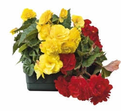 Velkokvět&eacute; kultivary Begonia x tuberhybrida jsou ozdobou v&scaron;ech oken orientovan&yacute;ch na sever