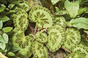 Begonia sizemoreae je ned&aacute;vno popsan&yacute; druh z hor na vietnamskoč&iacute;nsk&eacute; hranici. Je to hork&aacute; novinka, kter&aacute; se zač&iacute;n&aacute; &scaron;&iacute;řit Evropou