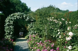 Vysázejte podél cesty řady stolístek (Rosa centifolia) či nízkých anglických růží (3 ks/m). Do záhonu pak keřové a stromkové růže, trvalky, ke zdem a plotu pnoucí růže, plaménky (Clematis) a zimolezy (Lonicera), na loubí podražec (Aristolochia)