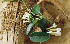 Stephanotis floribunda - popínavé výhonky nesou příjemně voňavé květy