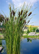 Děti i dospělí milují "doutníky" orobinců (Typha latifolia): domů si je ale nenoste, rozpadly by se vám na měkké chmýří, které zamoří celý byt